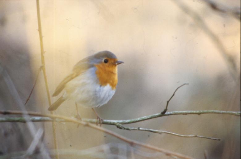 Free stock image of Bird with orange cheast created by MUNCH PIERRE