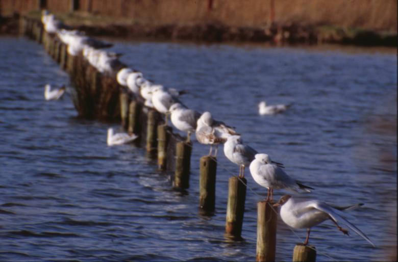 Free stock image of Line of seagulls created by MUNCH PIERRE