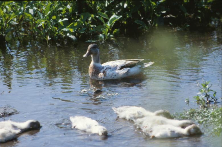 Free stock image of Ducks created by MUNCH PIERRE