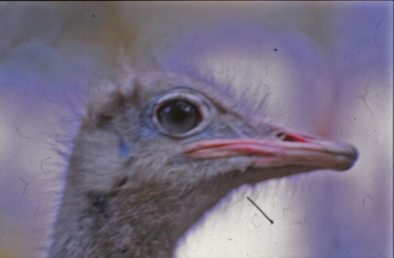 Free stock image of Ostrich created by MUNCH PIERRE