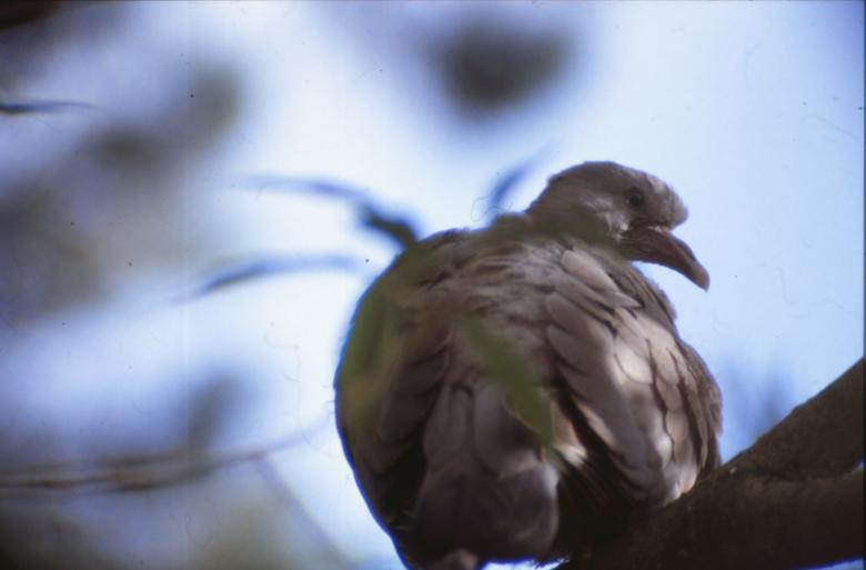 Free stock image of Bird created by MUNCH PIERRE