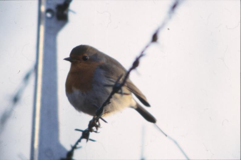 Free stock image of Bird created by MUNCH PIERRE