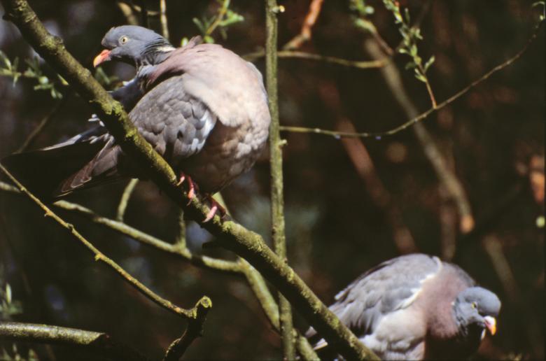 Free stock image of Pigeons created by MUNCH PIERRE
