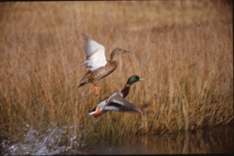 Free stock image of Ducks created by MUNCH PIERRE