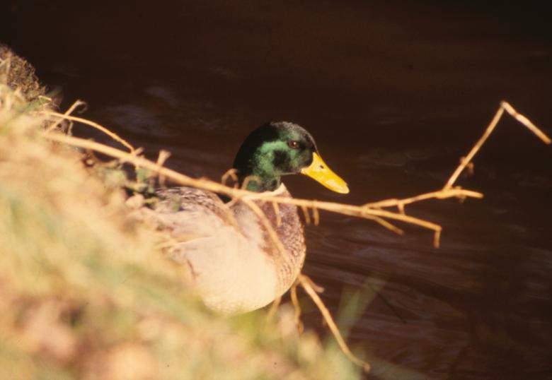 Free stock image of Duck created by MUNCH PIERRE