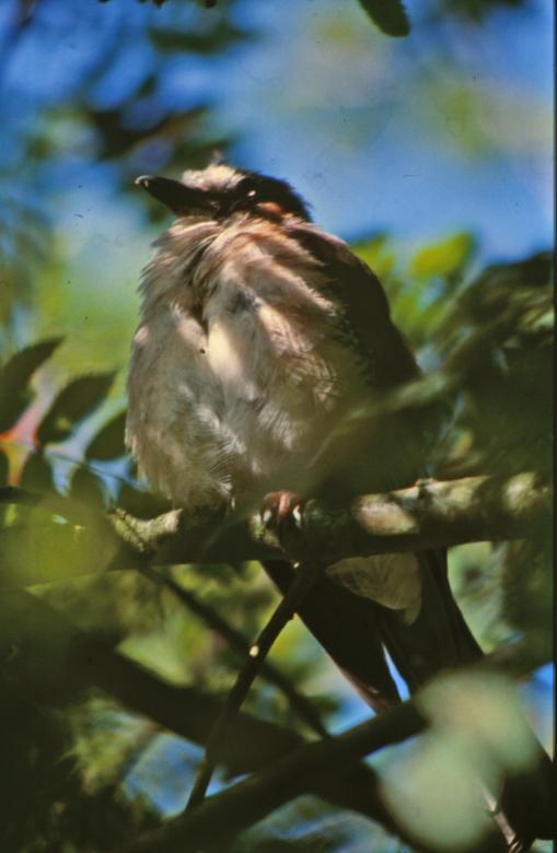 Free stock image of Bird created by MUNCH PIERRE