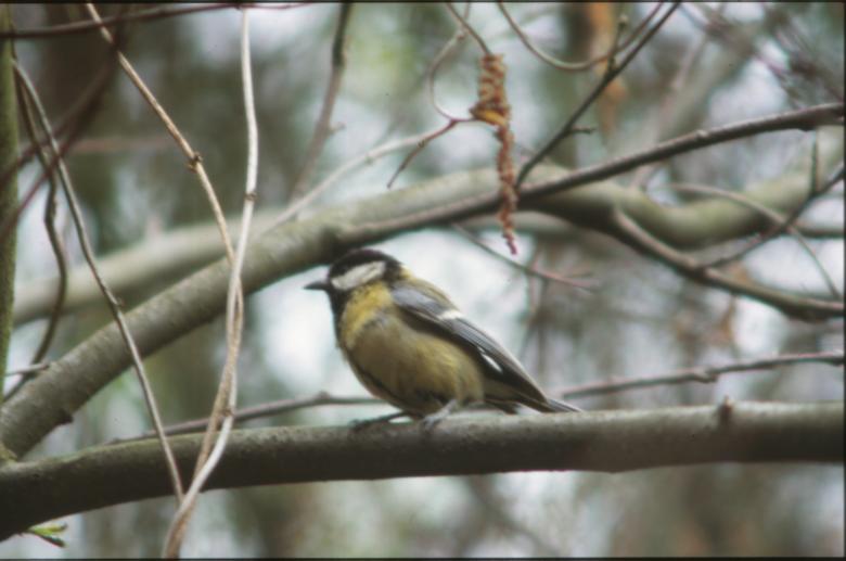 Free stock image of Bird created by MUNCH PIERRE