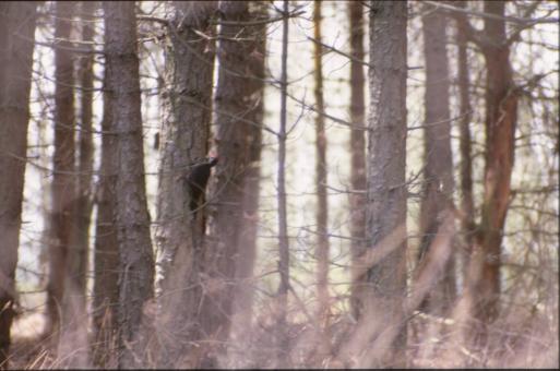 Free Stock Photo of Bird in the woods