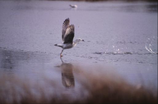 Free Stock Photo of Bird