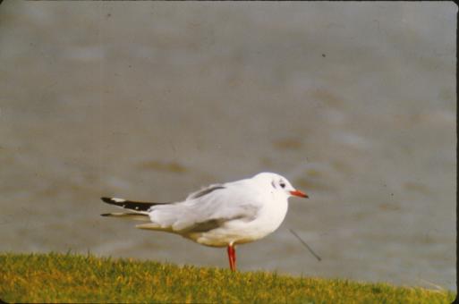 Free Stock Photo of Seagull