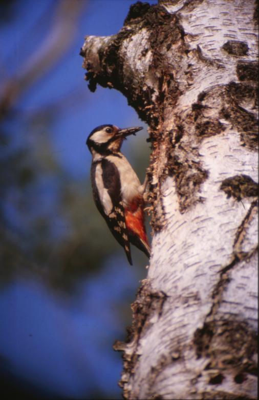 Free stock image of Bird created by MUNCH PIERRE