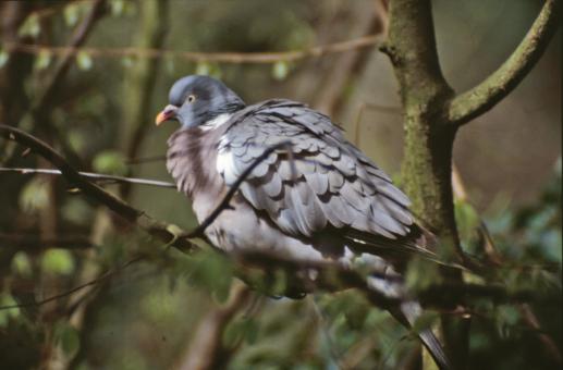 Free Stock Photo of Pigeon