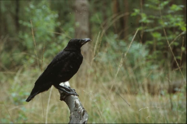 Free stock image of Crow created by MUNCH PIERRE