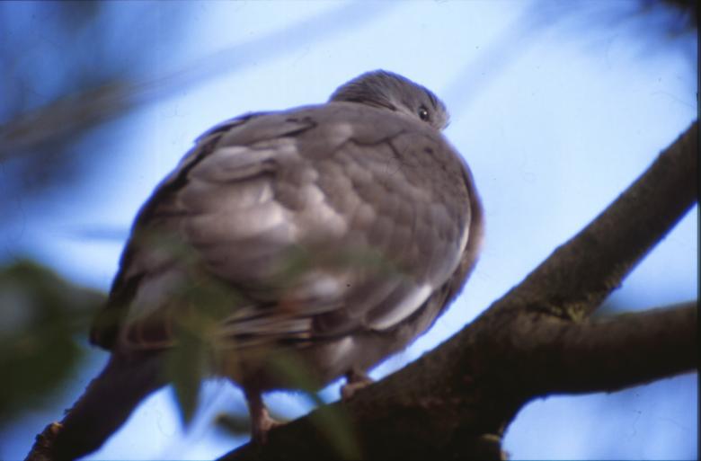 Free stock image of Pigeon created by MUNCH PIERRE