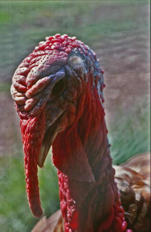 Free stock image of Turkey created by MUNCH PIERRE