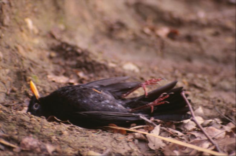 Free stock image of Dead bird created by MUNCH PIERRE