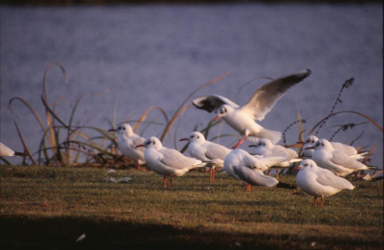 Free stock image of Flock of seagulls created by MUNCH PIERRE