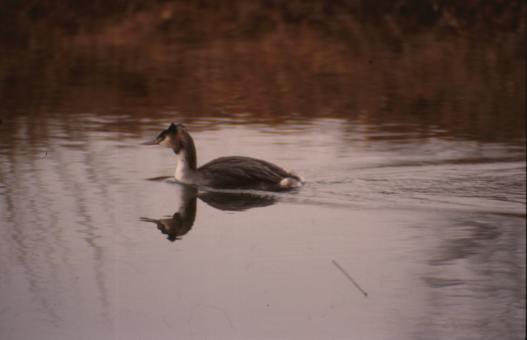Free Stock Photo of Swimming bird