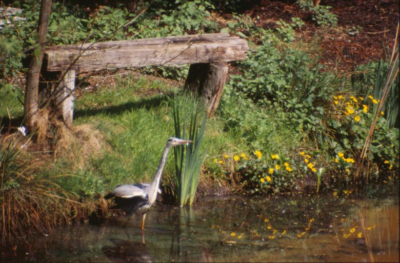 Free stock image of Bird created by MUNCH PIERRE