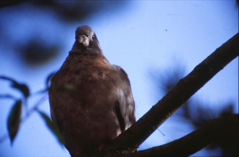 Free stock image of Pigeon created by MUNCH PIERRE