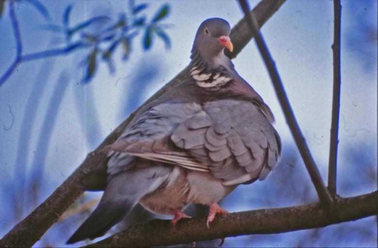 Free stock image of Pigeon created by MUNCH PIERRE