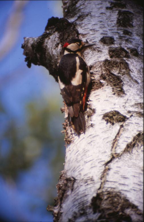 Free stock image of Bird created by MUNCH PIERRE