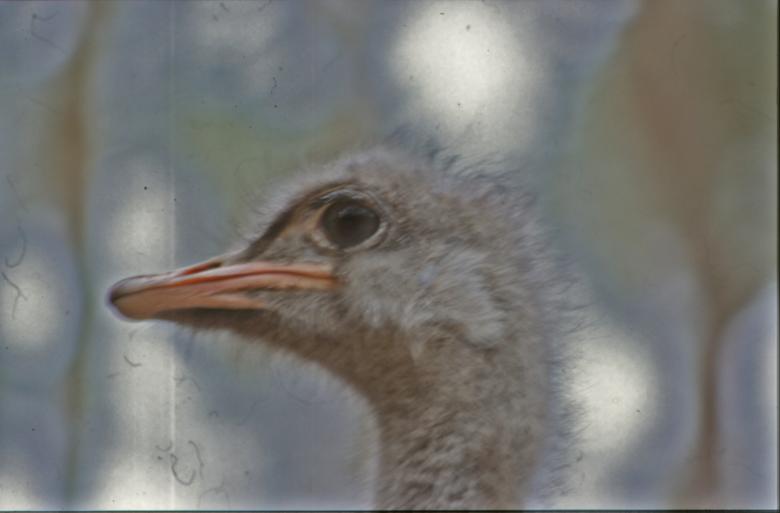 Free stock image of Ostrich created by MUNCH PIERRE