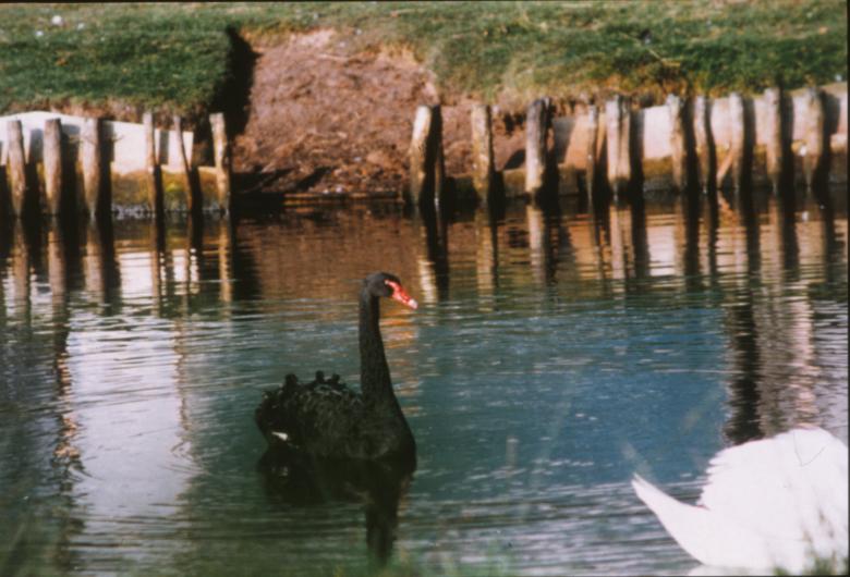 Free stock image of Black swan created by MUNCH PIERRE