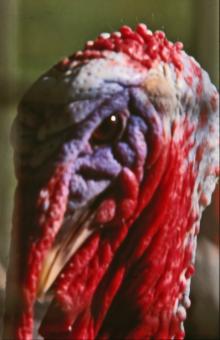 Turkey - Free Stock Photo