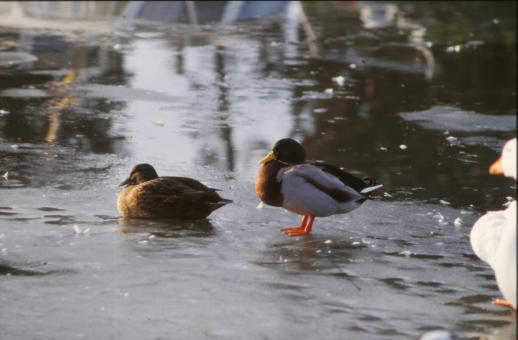 Free Stock Photo of Ducks