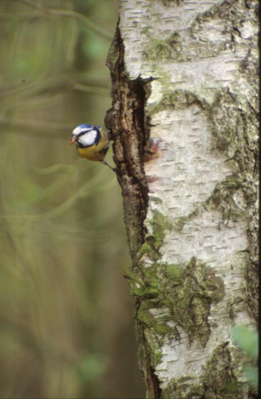 Free stock image of Bird created by MUNCH PIERRE