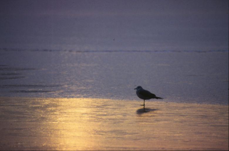 Free stock image of Bird created by MUNCH PIERRE