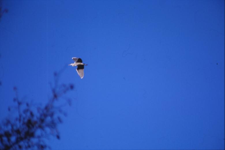 Free stock image of Bird created by MUNCH PIERRE
