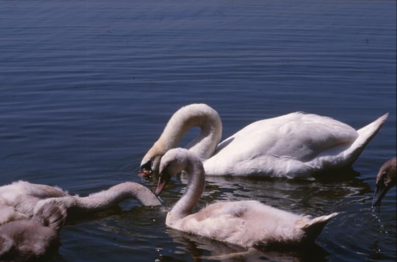 Free stock image of Swans created by MUNCH PIERRE