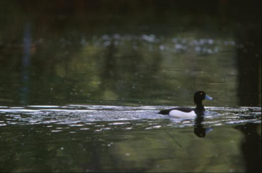 Free Stock Photo of Duck