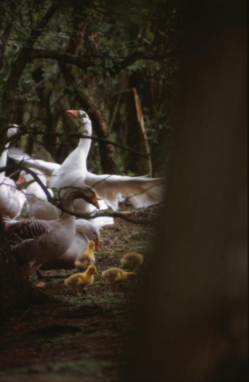 Free stock image of Goose created by MUNCH PIERRE