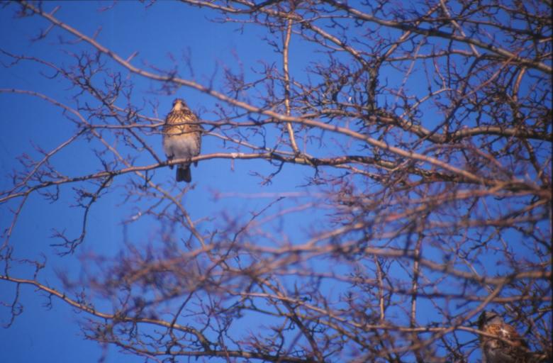 Free stock image of Bird created by MUNCH PIERRE