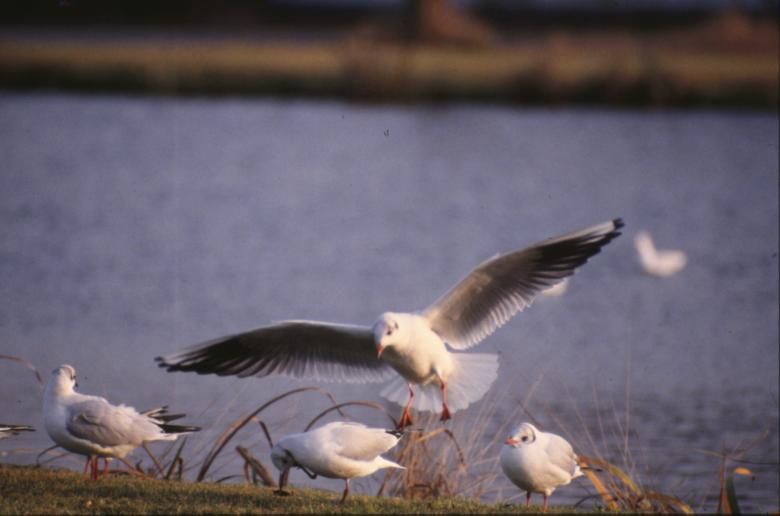 Free stock image of Seagulls created by MUNCH PIERRE