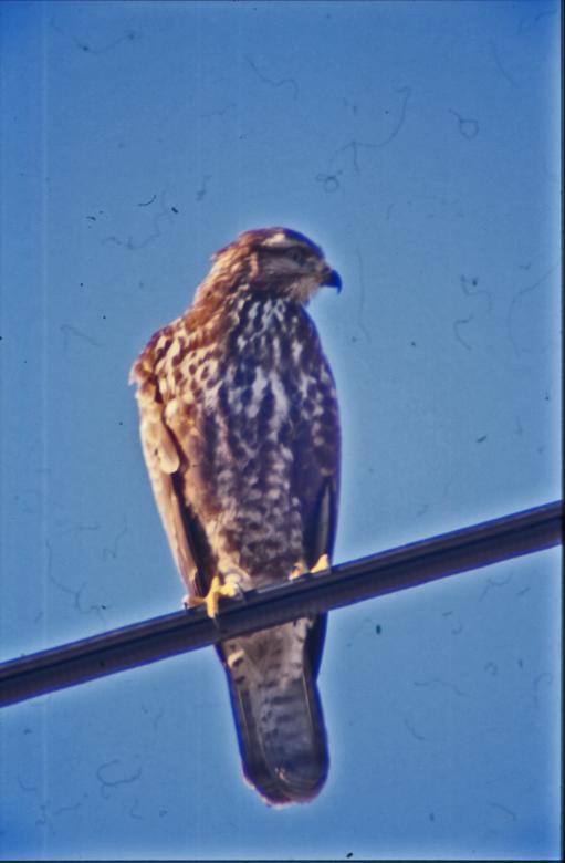 Free stock image of Hawk created by MUNCH PIERRE