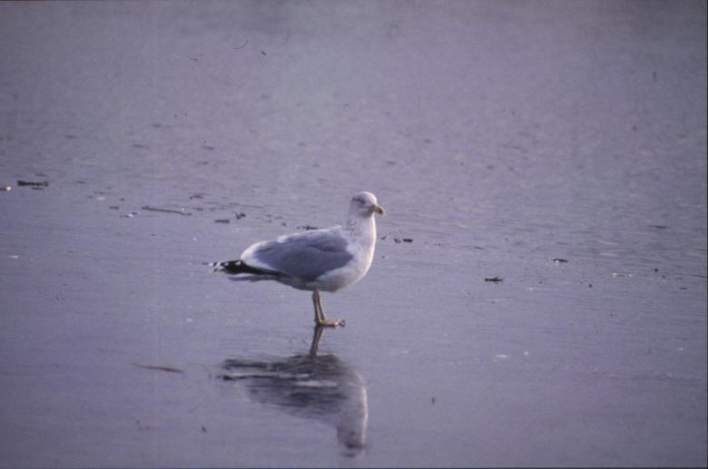 Free stock image of Seagull created by MUNCH PIERRE