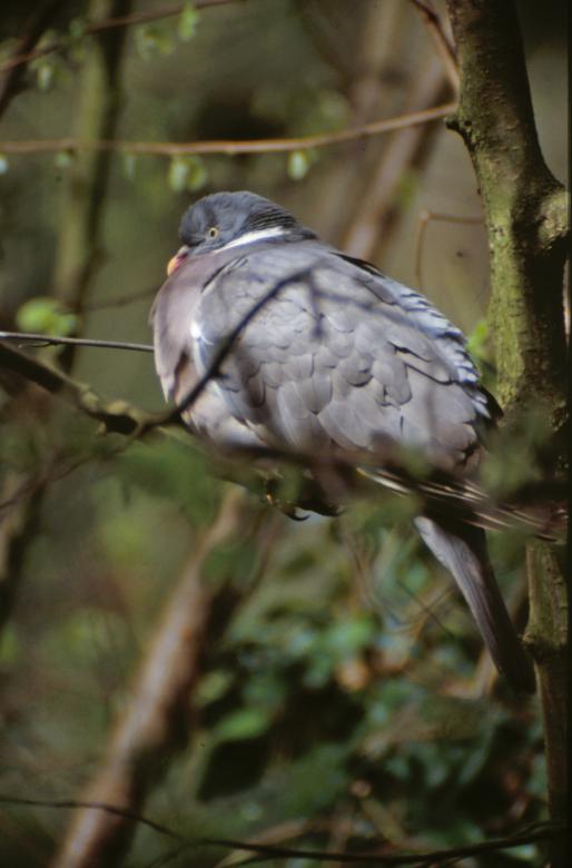 Free stock image of Pigeon created by MUNCH PIERRE