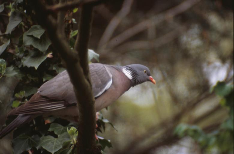 Free stock image of Pigeon created by MUNCH PIERRE