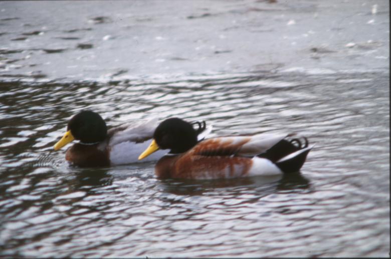 Free stock image of Ducks created by MUNCH PIERRE