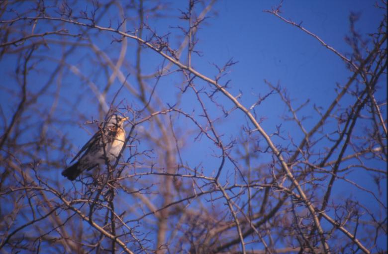 Free stock image of Bird created by MUNCH PIERRE