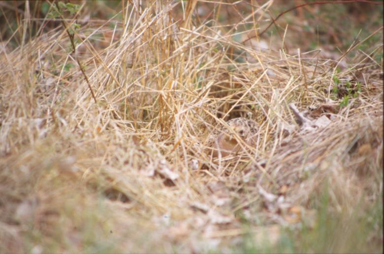 Free stock image of Bird created by MUNCH PIERRE