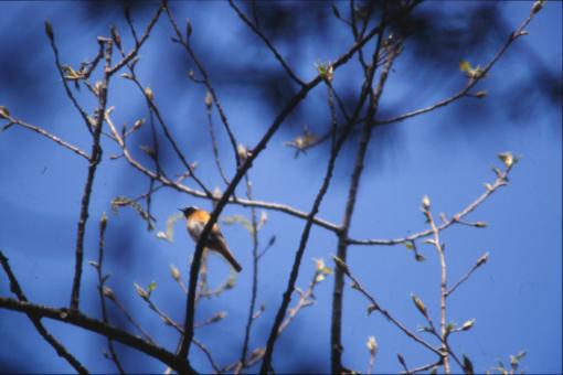 Free Stock Photo of Bird