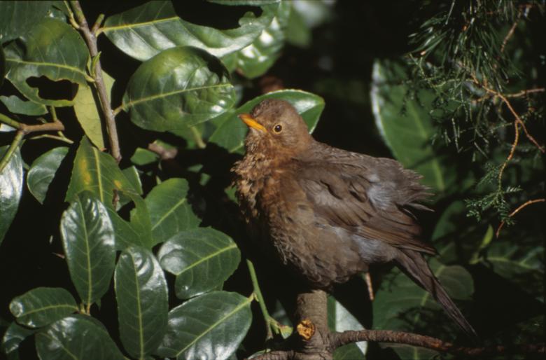 Free stock image of Bird created by MUNCH PIERRE