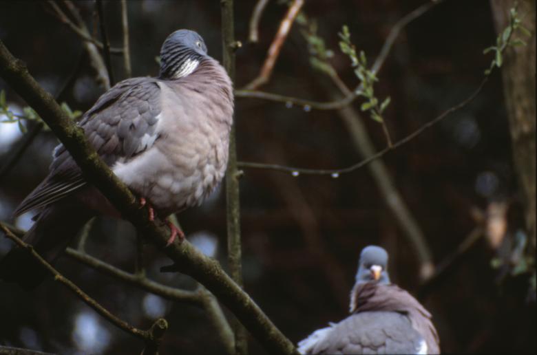 Free stock image of Pigeons created by MUNCH PIERRE