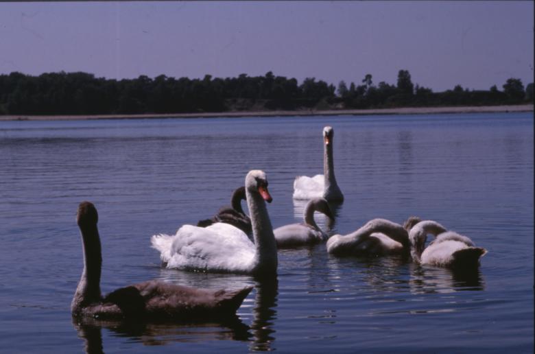 Free stock image of Swans created by MUNCH PIERRE