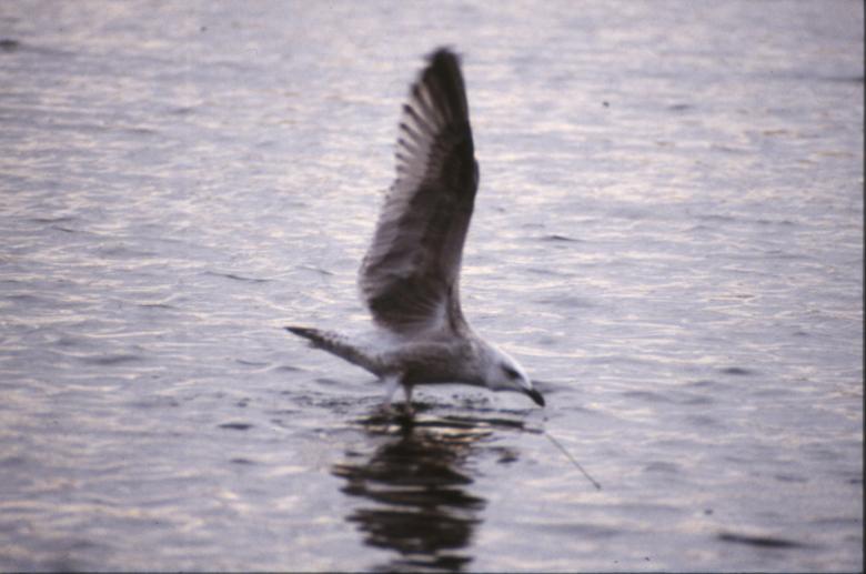 Free stock image of Bird created by MUNCH PIERRE